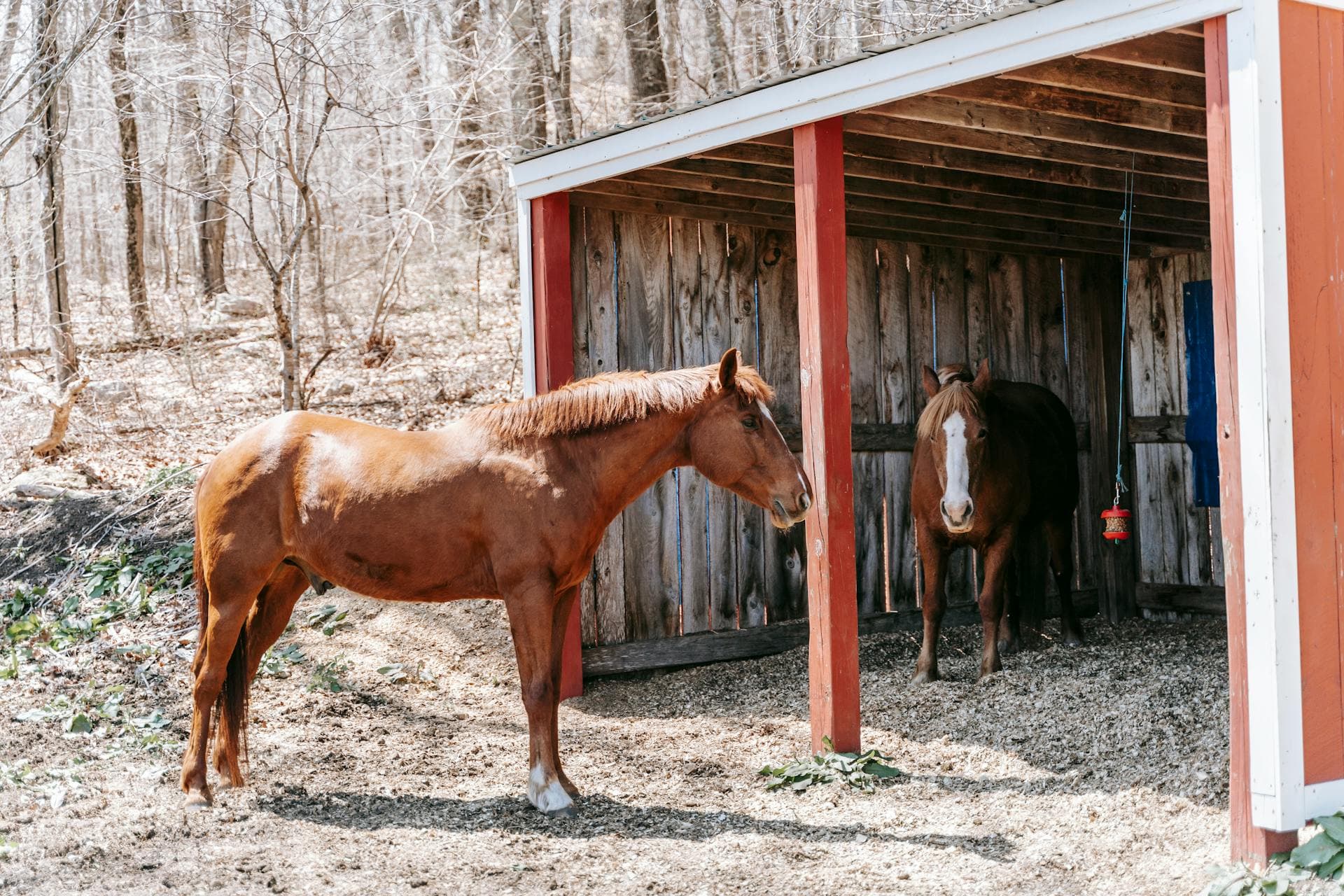 Horses standing inside a wooden stable